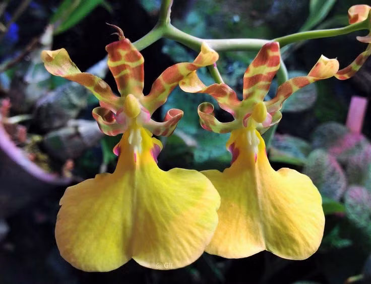  8. Biểu tượng của sự duyên dáng và may mắn. Trong văn hóa nhiều nước, lan vũ nữ tượng trưng cho sự duyên dáng, niềm vui và may mắn, là lựa chọn phổ biến trong các dịp quan trọng. Ảnh: Pinterest.