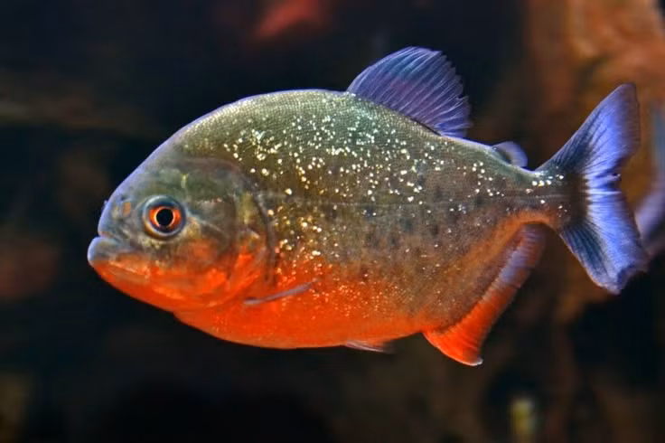  4. Một đàn cá piranha có thể “lột xác” con mồi chỉ trong vài phút. Nếu bị kích động và đói, một đàn piranha có thể tấn công cực nhanh và chỉ để lại bộ xương sau vài phút. Ảnh: Pinterest.