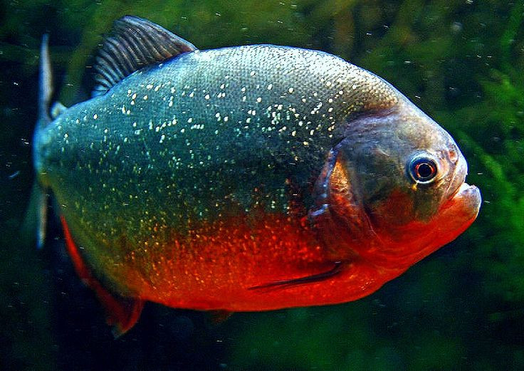  6. Có hơn 30 loài cá piranha khác nhau. Chúng phân bố chủ yếu ở lưu vực sông Amazon và Orinoco tại Nam Mỹ, với sự đa dạng về kích thước và màu sắc. Ảnh: Pinterest.