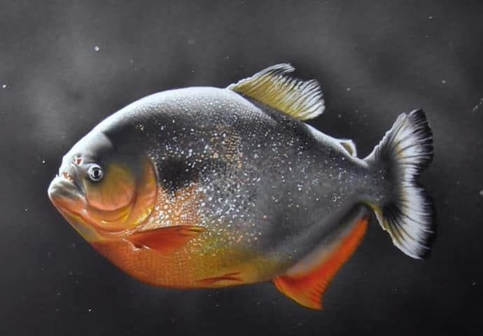  3. Cá piranha thường chỉ tấn công khi cảm thấy bị đe dọa hoặc khi đói cực độ. Chúng hiếm khi tấn công người, và phần lớn sống khá thụ động trong môi trường tự nhiên. Ảnh: Pinterest.