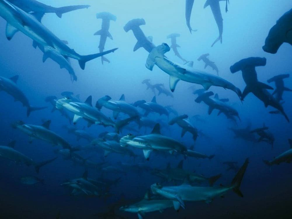  6. Cá mập đầu búa - Hiệu ứng bầy đàn dưới đáy biển: Dù thường săn mồi đơn độc, một số thời điểm cá mập đầu búa tụ tập thành đàn lớn để tấn công theo bầy, tạo nên sức mạnh áp đảo trong các khu vực có nhiều con mồi. Ảnh: backpackertravel.org.