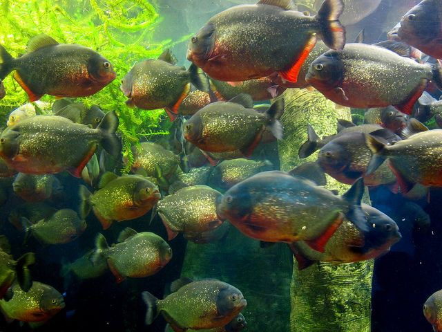  3. Cá piranha - Cơn ác mộng dưới nước Dù từng bị phóng đại, cá piranha thực sự rất nguy hiểm khi đi theo đàn lớn, có thể lột sạch thịt một con mồi chỉ trong vài phút nhờ hàm răng sắc như dao và sự hung hãn không tưởng. Ảnh: Pinterest.