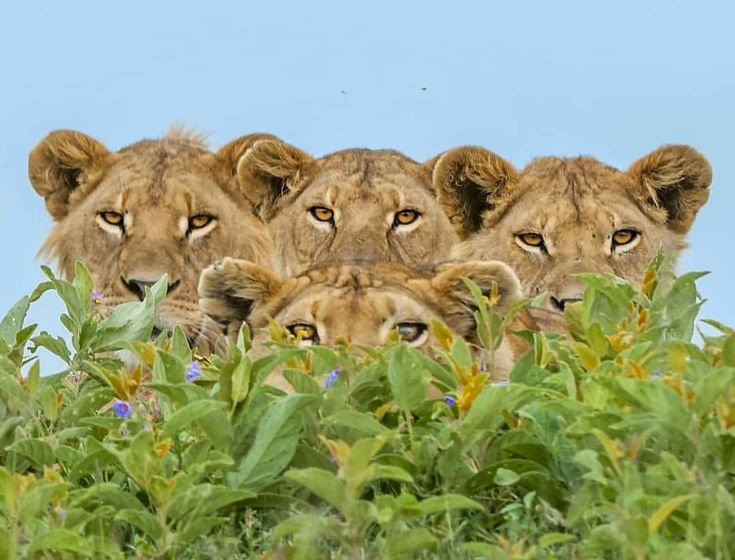  7. Sư tử - Kẻ săn mồi tập thể với vai trò rõ ràng Trong đàn sư tử, những con cái thường làm nhiệm vụ đi săn và hợp tác nhịp nhàng để bao vây con mồi, trong khi con đực bảo vệ lãnh thổ. Ảnh: Pinterest.