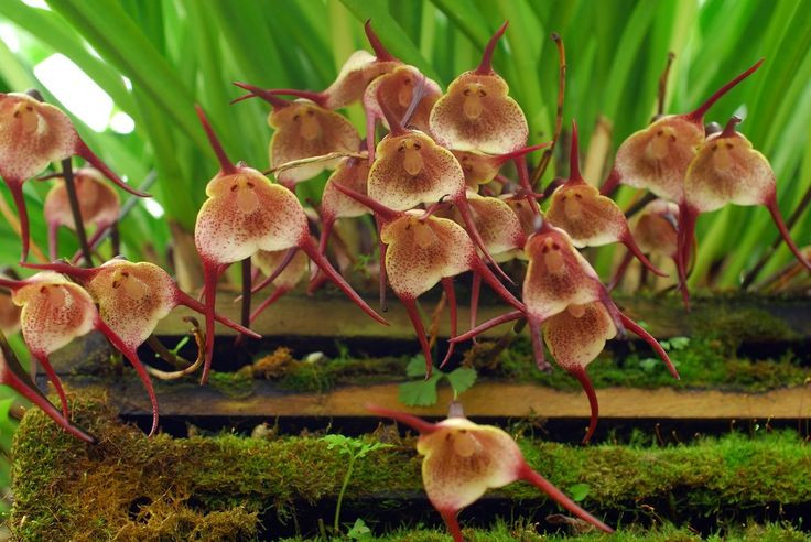  8. Là một trong những loài hoa lan lạ nhất thế giới. Với vẻ ngoài độc đáo như tranh vẽ và cái tên gợi liên tưởng đến truyền thuyết ma cà rồng, lan Dracula được mệnh danh là một trong những loài lan “dị nhất” hành tinh. Ảnh: Pinterest.