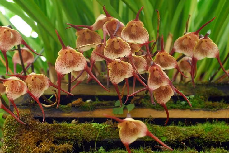  8. Là một trong những loài hoa lan lạ nhất thế giới. Với vẻ ngoài độc đáo như tranh vẽ và cái tên gợi liên tưởng đến truyền thuyết ma cà rồng, lan Dracula được mệnh danh là một trong những loài lan “dị nhất” hành tinh. Ảnh: Pinterest.