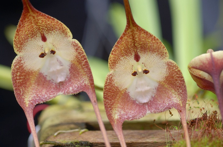  3. Loài lan này có mùi như chuối chín. Mùi hương của lan Dracula khá ngọt ngào và dễ chịu, thường được mô tả là giống với chuối chín, giúp thu hút côn trùng thụ phấn trong rừng nhiệt đới. Ảnh: Pinterest.