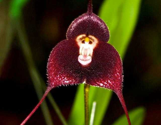  2. Bông hoa trông giống gương mặt khỉ. Cấu trúc cánh hoa và bộ phận sinh sản của lan Dracula sắp xếp một cách kỳ lạ khiến bông hoa trông như có mắt, mũi và miệng – y như một chú khỉ. Ảnh: Pinterest.