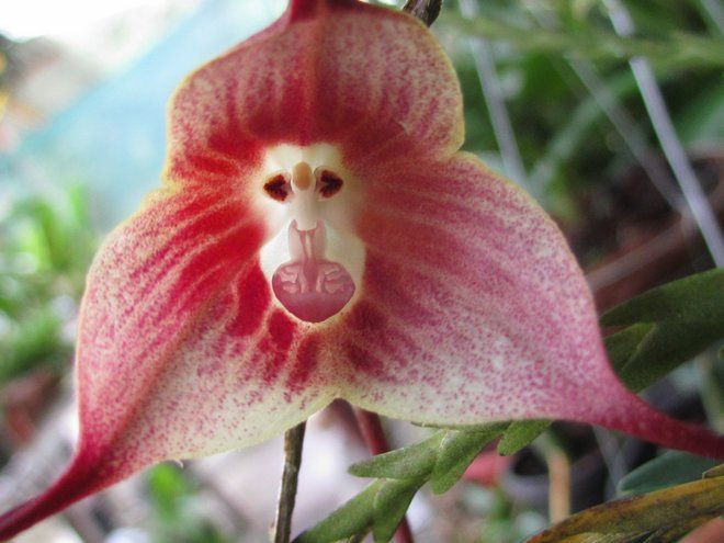  6. Là loài lan có điều kiện sinh trưởng khá “khó tính”. Lan Dracula cần môi trường mát mẻ, độ ẩm cao, không khí lưu thông tốt và ánh sáng tán xạ – điều kiện không dễ duy trì nếu trồng tại nhà. Ảnh: Pinterest.