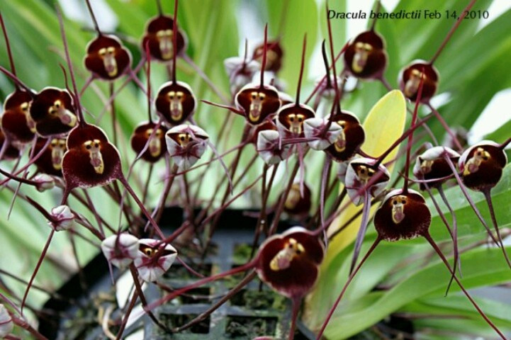  4. Hoa nở quanh năm trong điều kiện phù hợp. Không giống nhiều loài lan chỉ nở vào một mùa cố định, lan Dracula có thể ra hoa bất kỳ thời điểm nào trong năm nếu điều kiện độ ẩm và nhiệt độ được duy trì ổn định. Ảnh: Pinterest.