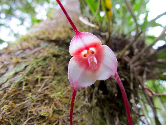  7. Chúng thường mọc trên thân cây mục hoặc đá phủ rêu. Là lan biểu sinh, lan Dracula thường bám vào thân cây rừng mục hoặc đá trong môi trường tự nhiên, chứ không mọc dưới đất như nhiều người lầm tưởng. Ảnh: Pinterest.