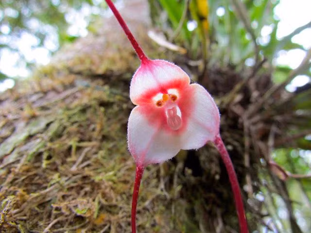  7. Chúng thường mọc trên thân cây mục hoặc đá phủ rêu. Là lan biểu sinh, lan Dracula thường bám vào thân cây rừng mục hoặc đá trong môi trường tự nhiên, chứ không mọc dưới đất như nhiều người lầm tưởng. Ảnh: Pinterest.