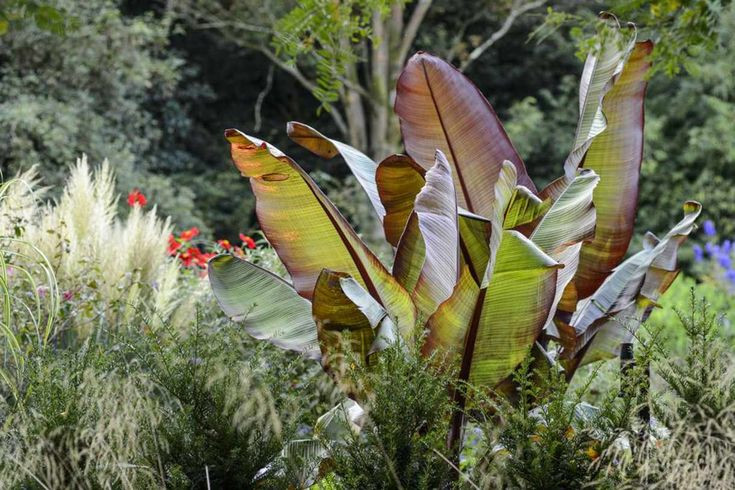  8. Cần được bảo vệ trong mùa đông. Ở những khu vực có mùa đông lạnh giá, cây cần được che chắn hoặc mang vào trong nhà để tránh sương giá làm hư hại lá và thân. Ảnh: Pinterest.