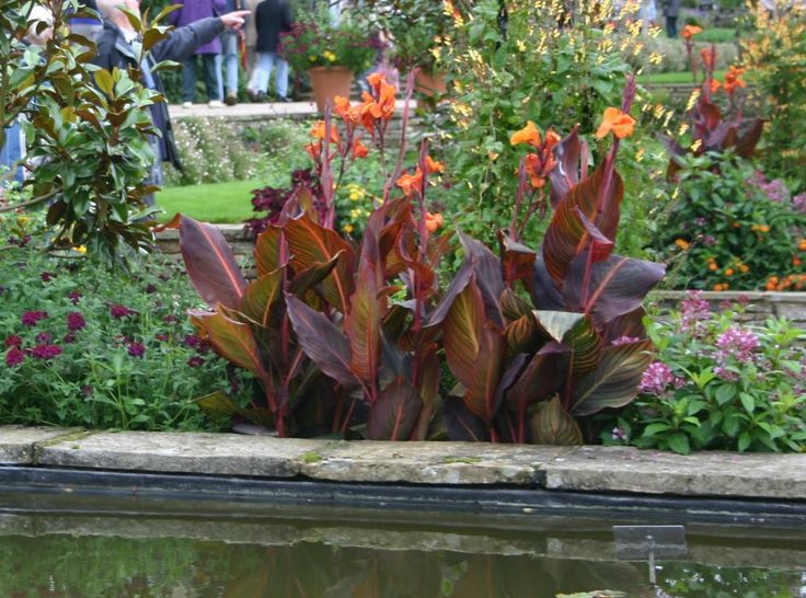  1. Không phải là chuối thật sự. Dù có tên gọi là "chuối", chuối Maurelii thực chất thuộc chi Ensete, khác với chi Musa của chuối ăn quả thông thường. Loài cây này không tạo ra quả ăn được mà chủ yếu được trồng làm cảnh. Ảnh: Pinterest.