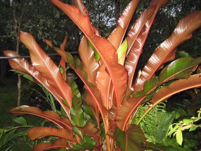  7. Có vòng đời ngắn. Loài cây này có vòng đời đơn lẻ, thường sống từ 5 đến 10 năm trước khi ra hoa và chết đi. Tuy nhiên, trong thời gian đó, nó có thể phát triển mạnh mẽ và tạo nên vẻ đẹp ngoạn mục cho khu vườn. Ảnh: Pinterest.