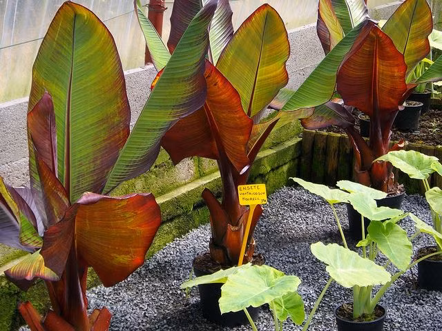  5. Có thể trồng trong chậu. Dù có kích thước lớn khi trồng dưới đất nền, chuối Maurelii cũng có thể được trồng trong chậu để kiểm soát kích thước, giúp dễ dàng trang trí sân thượng hoặc ban công. Ảnh: Pinterest.