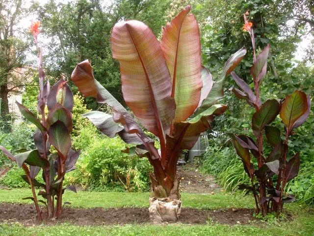  4. Thích hợp với khí hậu ấm áp. Cây chuối Maurelii phát triển mạnh trong khí hậu nhiệt đới và cận nhiệt đới, yêu cầu ánh sáng mặt trời đầy đủ và đất giàu dinh dưỡng để đạt được kích thước tối đa. Ảnh: Pinterest.