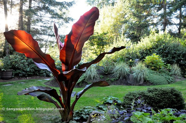  2. Lá có màu đỏ độc đáo. Một trong những đặc điểm thu hút nhất của chuối Maurelii là tán lá to với sắc đỏ tía nổi bật, tạo nên vẻ đẹp rực rỡ trong khu vườn nhiệt đới. Ảnh: Pinterest.