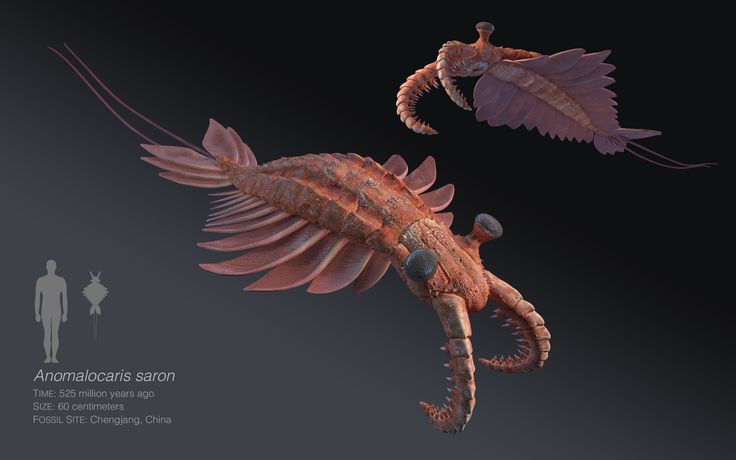  8. Anomalocaris là biểu tượng cho “Đại bùng nổ kỷ Cambri”. Đây là thời kỳ sinh học phát triển vượt bậc với hàng loạt sinh vật mới xuất hiện – và Anomalocaris là một trong những loài nổi bật nhất trong thời kỳ này. Ảnh: Pinterest.