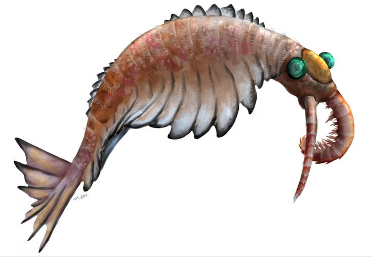  3. Nó sở hữu đôi mắt phức tạp với thị lực vượt trội. Mắt của Anomalocaris có cấu trúc ghép gồm hàng ngàn thấu kính nhỏ – tương tự như mắt côn trùng hiện đại – cho phép nó phát hiện chuyển động cực kỳ nhạy bén. Ảnh: Pinterest.