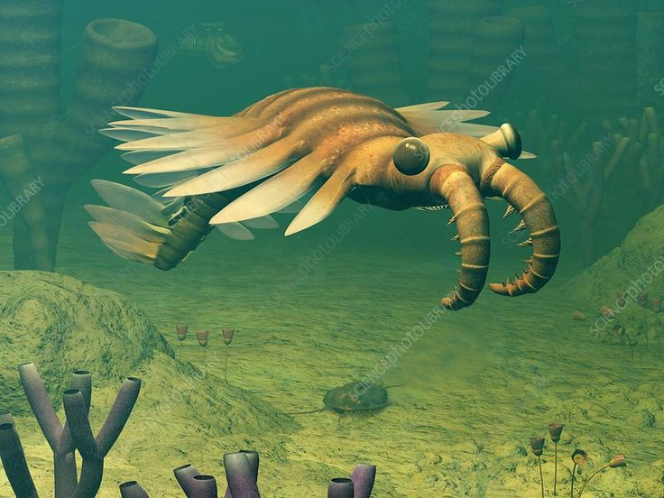  6. Anomalocaris không có chân hay vỏ cứng. Cơ thể của Anomalocaris mềm dẻo, giúp di chuyển nhanh và linh hoạt hơn so với nhiều loài cùng thời có vỏ ngoài bảo vệ. Ảnh: Pinterest.