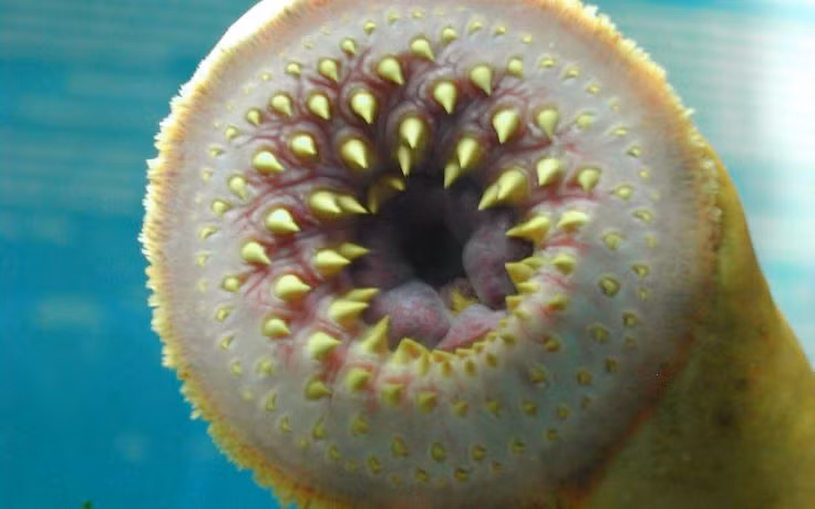  5. Hệ miễn dịch của cá mút đá cực kỳ độc đáo. Chúng không có kháng thể như động vật có xương sống khác, nhưng sử dụng các phân tử biến thể VLR – một hệ thống miễn dịch riêng biệt, hiệu quả. Ảnh: Pinterest.