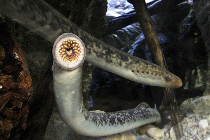  4. Chu kỳ sống phức tạp và kéo dài. Ấu trùng cá mút đá sống trong bùn dưới đáy sông nhiều năm trước khi trưởng thành và di cư ra biển hoặc lên sông sinh sản, sau đó chết sau khi đẻ trứng. Ảnh: Pinterest.