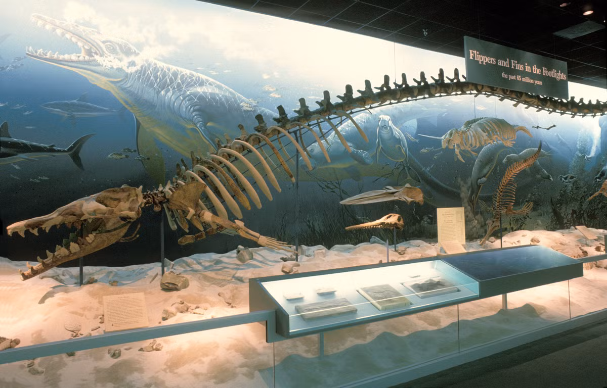  7. Hóa thạch của Basilosaurus được tìm thấy ở nhiều nơi trên thế giới. Các hóa thạch từng được khai quật ở Bắc Mỹ, Bắc Phi và Trung Đông – minh chứng cho sự phân bố rộng khắp của loài này. Ảnh: Pinterest.