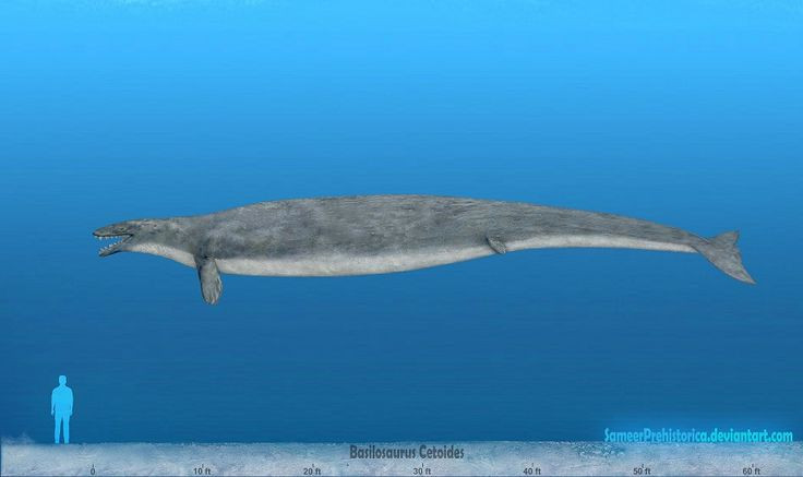  6. Basilosaurus vẫn còn chi sau – một đặc điểm nguyên thủy. Không giống cá voi hiện đại, Basilosaurus vẫn giữ lại hai chi sau nhỏ, cho thấy mối liên hệ với tổ tiên sống trên cạn. Ảnh: Pinterest.