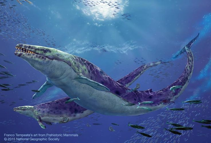  5. Loài này có răng sắc nhọn và chuyên săn động vật lớn. Hàm răng của Basilosaurus được thiết kế để xé thịt, khiến nó trở thành kẻ săn mồi đáng gờm với cá lớn, mực, thậm chí cả các loài cá voi nhỏ hơn. Ảnh: Pinterest.