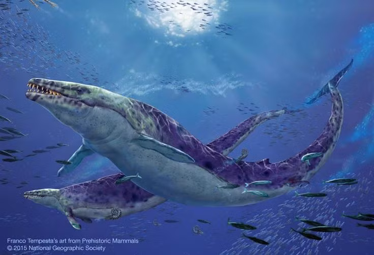  5. Loài này có răng sắc nhọn và chuyên săn động vật lớn. Hàm răng của Basilosaurus được thiết kế để xé thịt, khiến nó trở thành kẻ săn mồi đáng gờm với cá lớn, mực, thậm chí cả các loài cá voi nhỏ hơn. Ảnh: Pinterest.