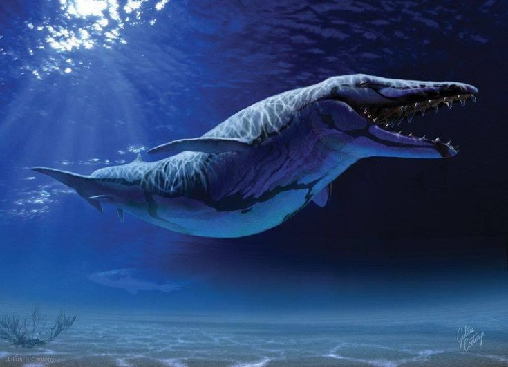 8. Basilosaurus là biểu tượng tiến hóa từ sinh vật trên cạn xuống biển. Loài này là bằng chứng sống động cho quá trình chuyển đổi từ thú có vú sống trên cạn thành cá voi biển như ngày nay. Ảnh: Pinterest.