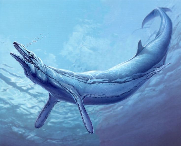  1. Basilosaurus không phải là loài bò sát, mà là động vật có vú. Dù cái tên nghe như loài khủng long, Basilosaurus thực chất là một loài cá voi cổ đại – động vật có vú sống dưới nước hoàn toàn. Ảnh: Pinterest.