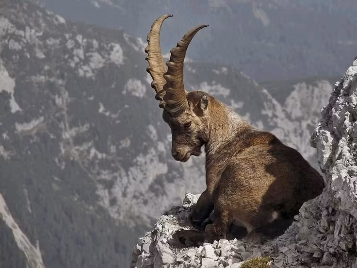  5. Nơi sinh sống của loài dê rừng quý hiếm Kri-Kri. Kri-Kri là loài dê núi hoang dã đặc hữu của Crete, chỉ tìm thấy trong khu vực hẻm núi và đang được bảo vệ nghiêm ngặt. Ảnh: Pinterest.