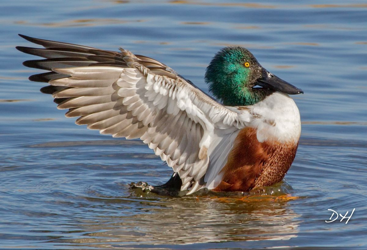  Vịt mỏ thìa Bắc bay qua Vân Long (2021). Vào cuối năm 2021, một nhóm vịt mỏ thìa Bắc (Spatula clypeata) được phát hiện tại khu bảo tồn Vân Long (Ninh Bình), đánh dấu lần hiếm hoi loài này xuất hiện ở Việt Nam. Ảnh: Pinterest.