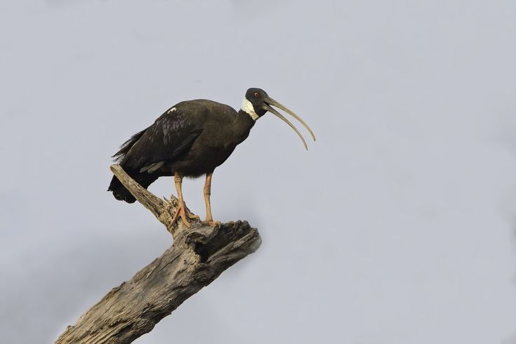  Cò quăm cánh xanh trở lại Đồng Tháp Mười (2019). Các nhà quan sát chim ghi nhận sự xuất hiện của cò quăm cánh xanh (Pseudibis davisoni) tại vùng đất ngập nước ở Đồng Tháp Mười sau hàng thập kỷ không thấy bóng dáng loài này. Ảnh: Pinterest.