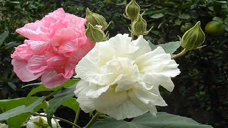  Trong văn hóa, loài hoa này còn gắn với những câu chuyện tình buồn, mang ý nghĩa không may mắn. Do đó, hoa phù dung không được chọn để trưng trên bàn thờ để tránh gợi cảm giác mất mát. 