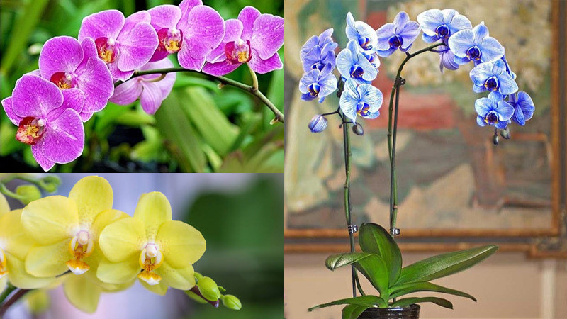 Ngoài ra, màu sắc đa dạng và vẻ ngoài cầu kỳ của phong lan có thể làm giảm sự thanh thoát, giản dị mà không gian thờ cúng yêu cầu.