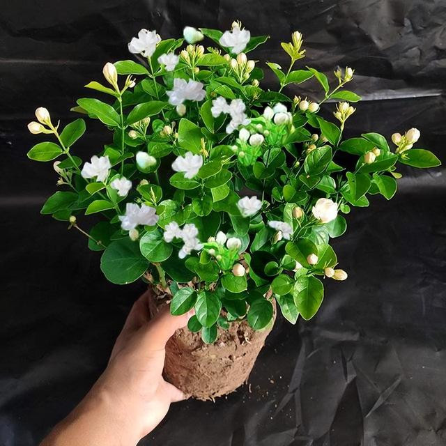 Người Việt cho rằng hoa nhài không đủ trang nghiêm để đặt trên bàn thờ, dễ làm mất đi sự linh thiêng của không gian.