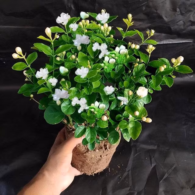  Người Việt cho rằng hoa nhài không đủ trang nghiêm để đặt trên bàn thờ, dễ làm mất đi sự linh thiêng của không gian.