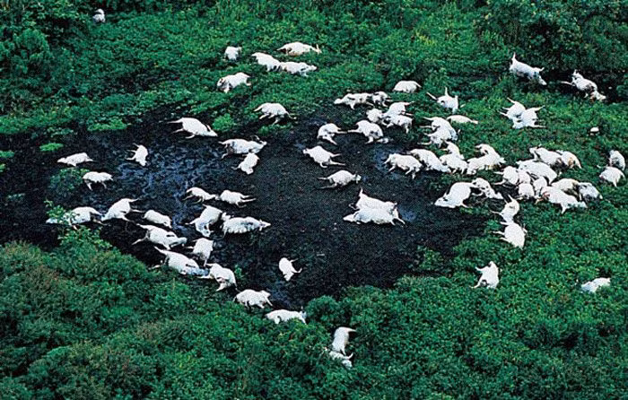  4. Nạn nhân không có dấu hiệu bị thương. Tất cả các thi thể được tìm thấy sau thảm họa đều không có vết thương ngoài da, càng khiến vụ việc thêm phần bí ẩn cho đến khi các nhà khoa học xác định được nguyên nhân là khí CO₂. Ảnh: Pinterest.