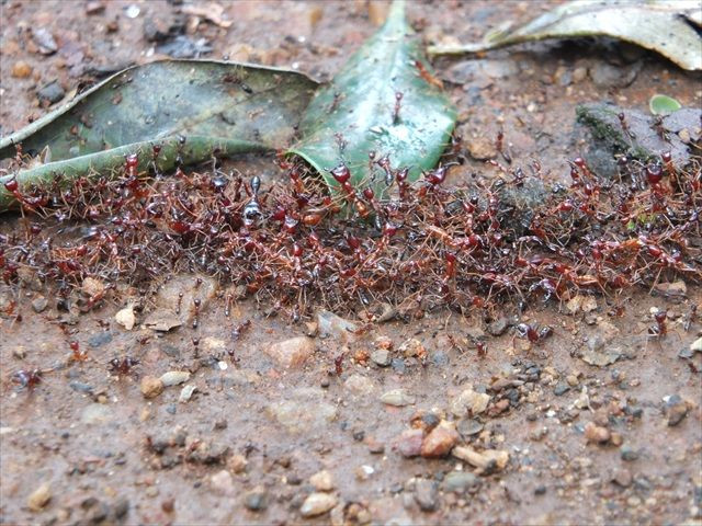  8. Kiến quân đội có thể sống ở nhiều môi trường khác nhau. Kiến quân đội không chỉ sinh sống trong rừng mà còn có thể thích nghi với nhiều môi trường sống khác nhau, từ vùng nhiệt đới đến vùng sa mạc khô cằn. Ảnh: Pinterest.