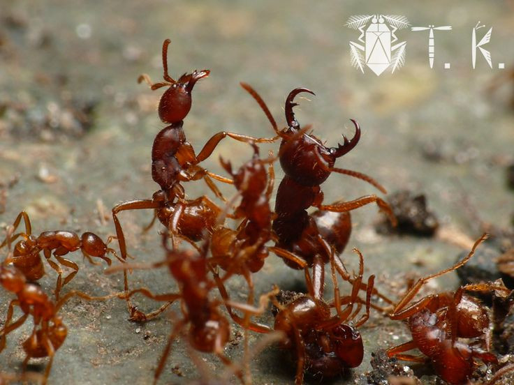  5. Kiến quân đội có thể bảo vệ tổ cực kỳ tốt. Chúng bảo vệ tổ của mình rất nghiêm ngặt và có thể tấn công bất cứ kẻ thù nào xâm phạm vào lãnh thổ của chúng. Ảnh: Pinterest.