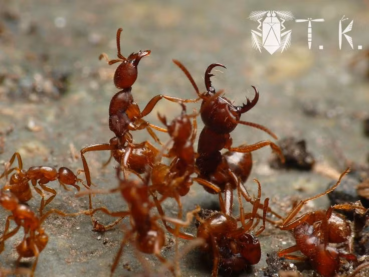  5. Kiến quân đội có thể bảo vệ tổ cực kỳ tốt. Chúng bảo vệ tổ của mình rất nghiêm ngặt và có thể tấn công bất cứ kẻ thù nào xâm phạm vào lãnh thổ của chúng. Ảnh: Pinterest.