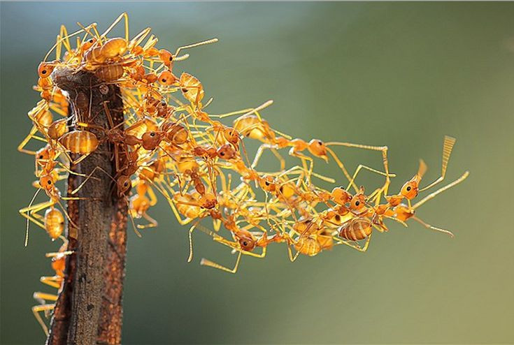  7. Chúng rất "siêng năng" và bền bỉ. Kiến quân đội nổi tiếng với sự cần mẫn trong việc xây dựng tổ và tìm kiếm thức ăn. Chúng có thể di chuyển hàng cây số để thu thập tài nguyên. Ảnh: Pinterest.