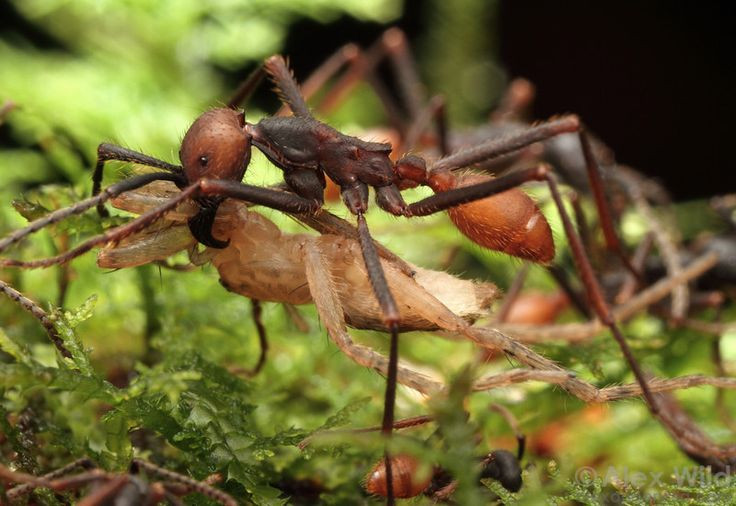  6. Kiến quân đội có khả năng "quản lý tài nguyên". Chúng có thể phân phối thức ăn trong đàn một cách hiệu quả, giúp duy trì sự sống trong tổ khi có thiếu thốn nguồn thực phẩm. Ảnh: Pinterest.