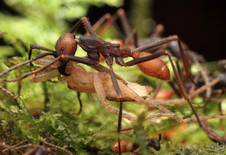  6. Kiến quân đội có khả năng "quản lý tài nguyên". Chúng có thể phân phối thức ăn trong đàn một cách hiệu quả, giúp duy trì sự sống trong tổ khi có thiếu thốn nguồn thực phẩm. Ảnh: Pinterest.