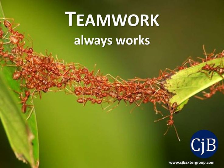  4. Chúng có thể làm "cầu" để vượt qua khoảng cách. Một trong những khả năng đặc biệt của kiến quân đội là chúng có thể tạo thành những "cầu sống" bằng cách liên kết cơ thể của chúng với nhau để vượt qua các vật cản hoặc khoảng trống. Ảnh: Pinterest.