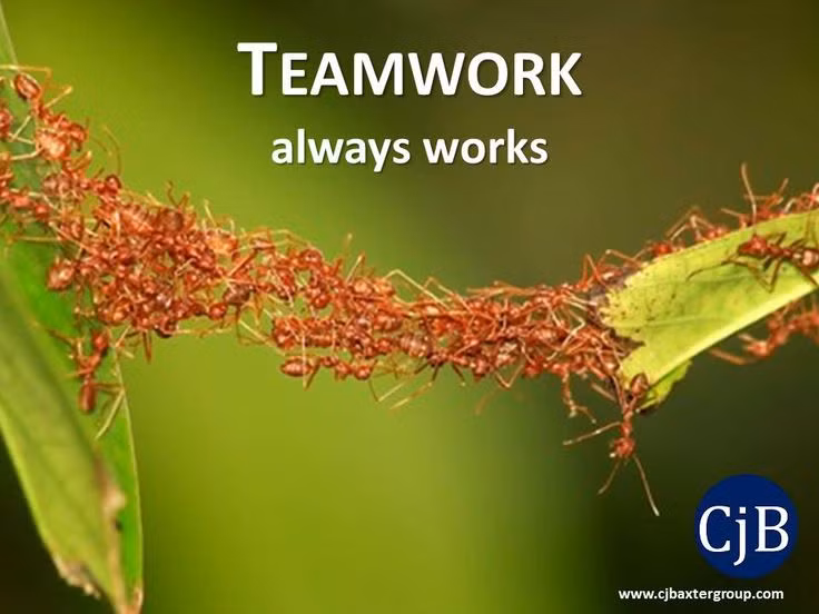  4. Chúng có thể làm "cầu" để vượt qua khoảng cách. Một trong những khả năng đặc biệt của kiến quân đội là chúng có thể tạo thành những "cầu sống" bằng cách liên kết cơ thể của chúng với nhau để vượt qua các vật cản hoặc khoảng trống. Ảnh: Pinterest.