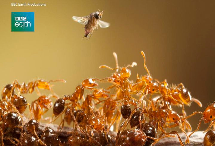  1. Kiến quân đội sống thành đàn lớn. Kiến quân đội có thể tạo thành những đàn với hàng triệu cá thể, có thể di chuyển cùng nhau trong những đợt tấn công hoặc đi tìm kiếm thức ăn. Ảnh: Pinterest.