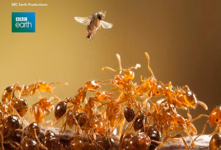  1. Kiến quân đội sống thành đàn lớn. Kiến quân đội có thể tạo thành những đàn với hàng triệu cá thể, có thể di chuyển cùng nhau trong những đợt tấn công hoặc đi tìm kiếm thức ăn. Ảnh: Pinterest.